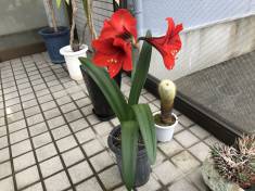 アマリリスが開花しました